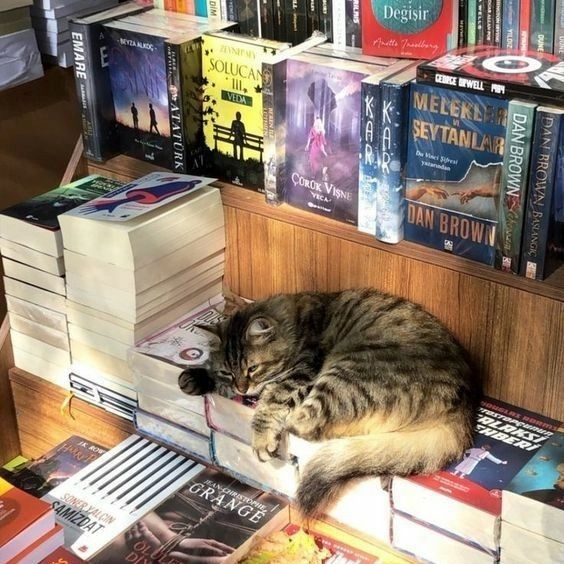 We're brightening your day with one of life's greatest sights - cat on books 🐱 📖

#bookclub #booklover #bookstagram #booktok #happyplace